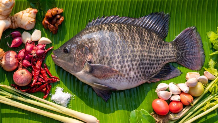 Potensi Penternakan Ikan Tilapia di Malaysia