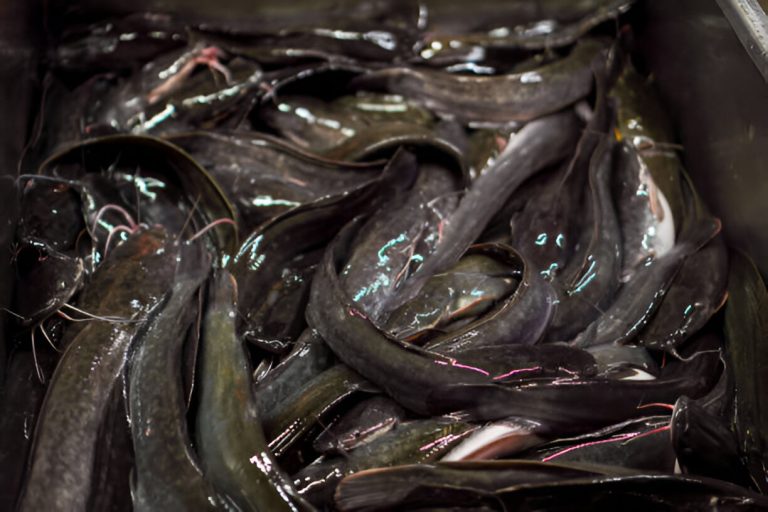 Ikan Keli Malaysia: Komoditi Akuakultur Berpotensi Tinggi untuk Pasaran Global