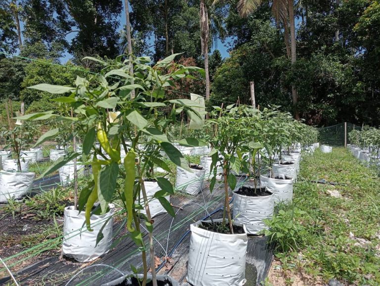 Cili Solok – Antara Tradisi dan Potensi Komersial